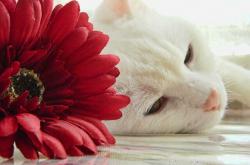 英雄联盟总决赛时间-绿茵场与赛道上的统治力，巴西狂胜冰岛与斯通斯的F1争冠接管