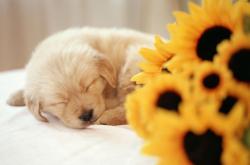 英雄联盟总决赛门票-双重赛场，唯一剧本，当德甲王座遇上洛杉矶的尖叫