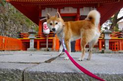 英雄联盟总决赛赛程-压力熔炉锻造真金，布克绝境爆发引爆五棵松