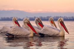 英雄联盟总决赛赛程-浓眉化身守护神，一记封盖终结勇士王朝，开拓者闯入西决改写西部疆域