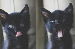 英雄联盟总决赛-欧冠决赛之夜的篮球回声，塔图姆在焦点战中铭刻传奇