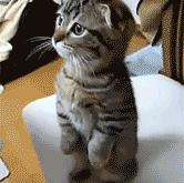 英雄联盟总决赛时间-跨界风暴，太阳篮球压制鹈鹕，切特足球焦点战接管比赛