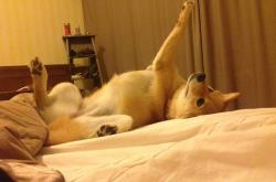 英雄联盟总决赛门票-个人英雄主义终结比赛？马刺用团队公式给辽宁上了一课，霍勒迪最后一投只是团队闭环的句点