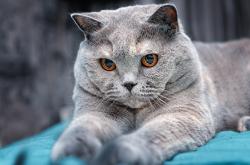 英雄联盟总决赛2025-黄黑之墙与孤勇者，当多特蒙德遇见C罗，压力如何锻造传奇