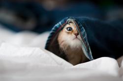 英雄联盟总决赛直播-蛰伏的箭矢，淬火一战，范弗利特在重压下迸发的涅槃之火