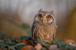 英雄联盟总决赛门票-疆场英雄，独行侠的意外与詹姆斯的必然