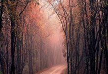 LOL赛事-欧冠焦点战，雷恩血拼德国劲旅，佩德里关键先生定胜负