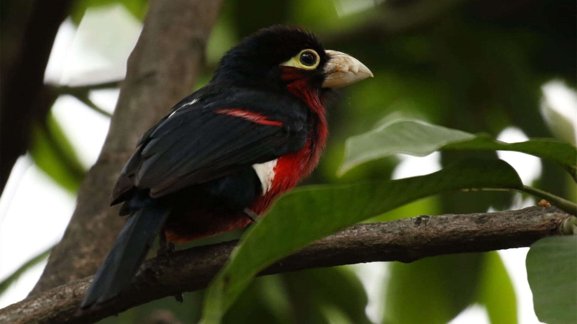 火箭封锁猛龙！班凯罗在蒙扎赛道接管F1争冠战
