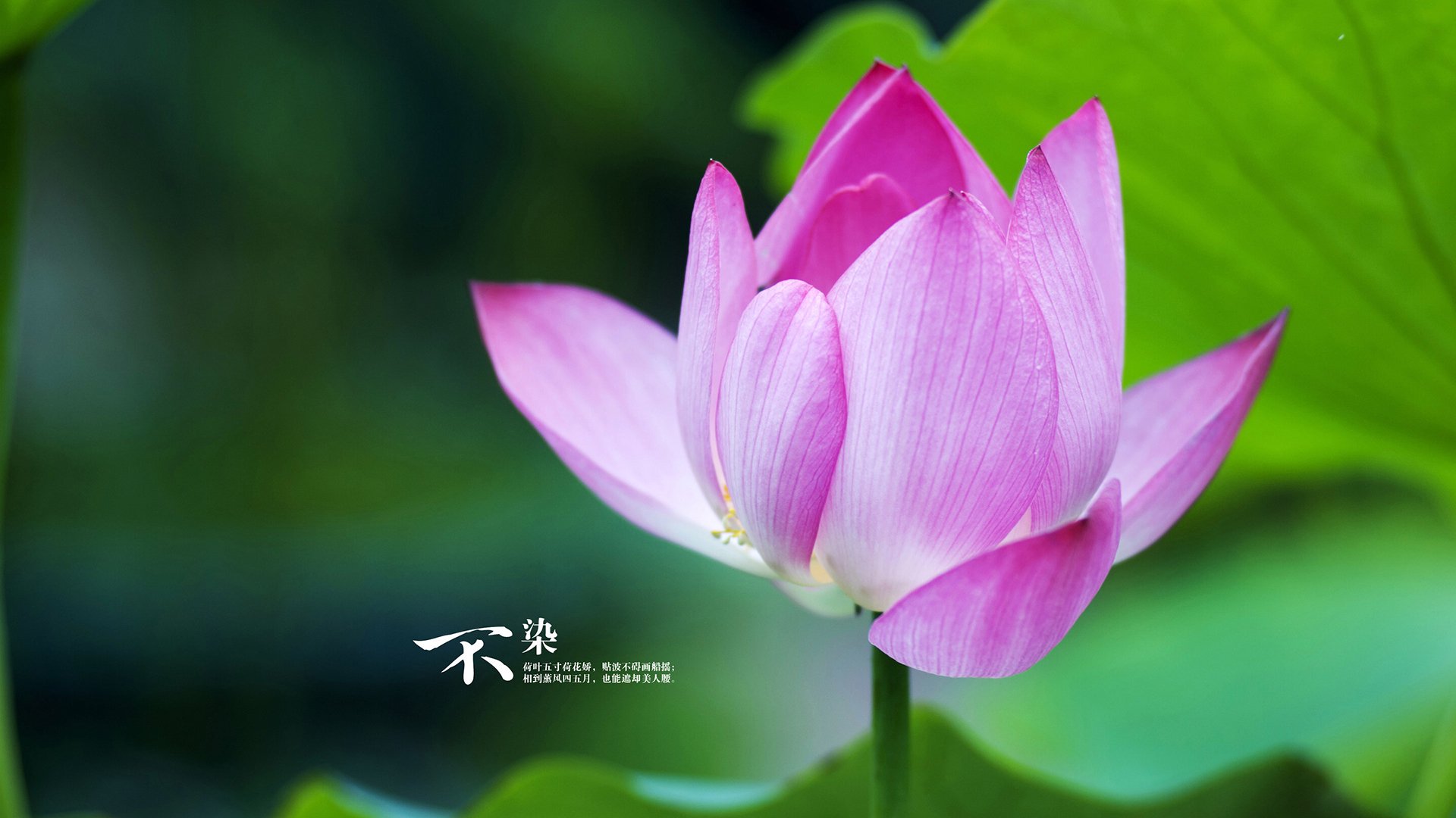 街道上的国家，当F1赛车驶过，世界裂痕开始显影