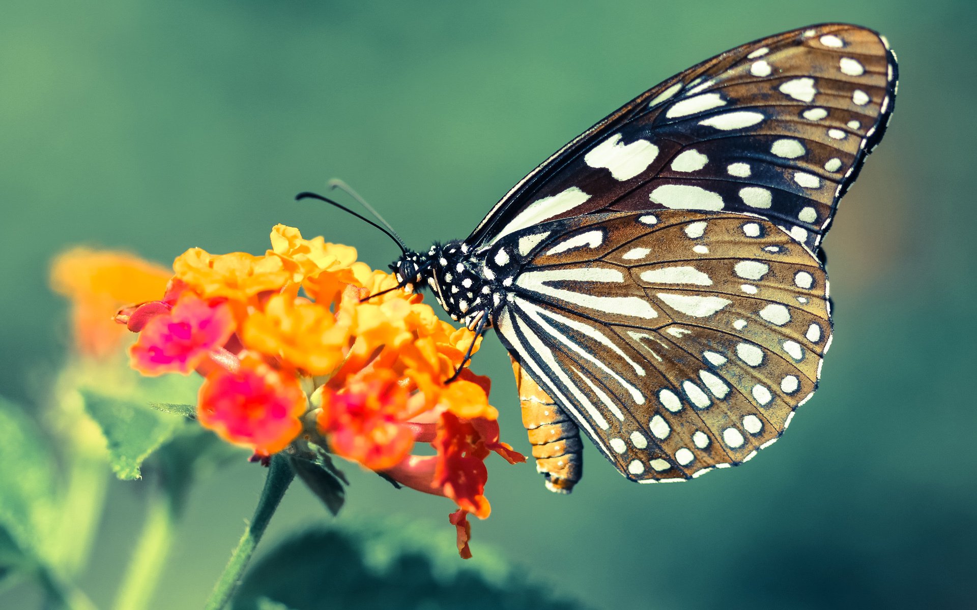 跨界风暴,阿根廷防线锁死尤文,内马尔在NBA总决赛上演足球魔法