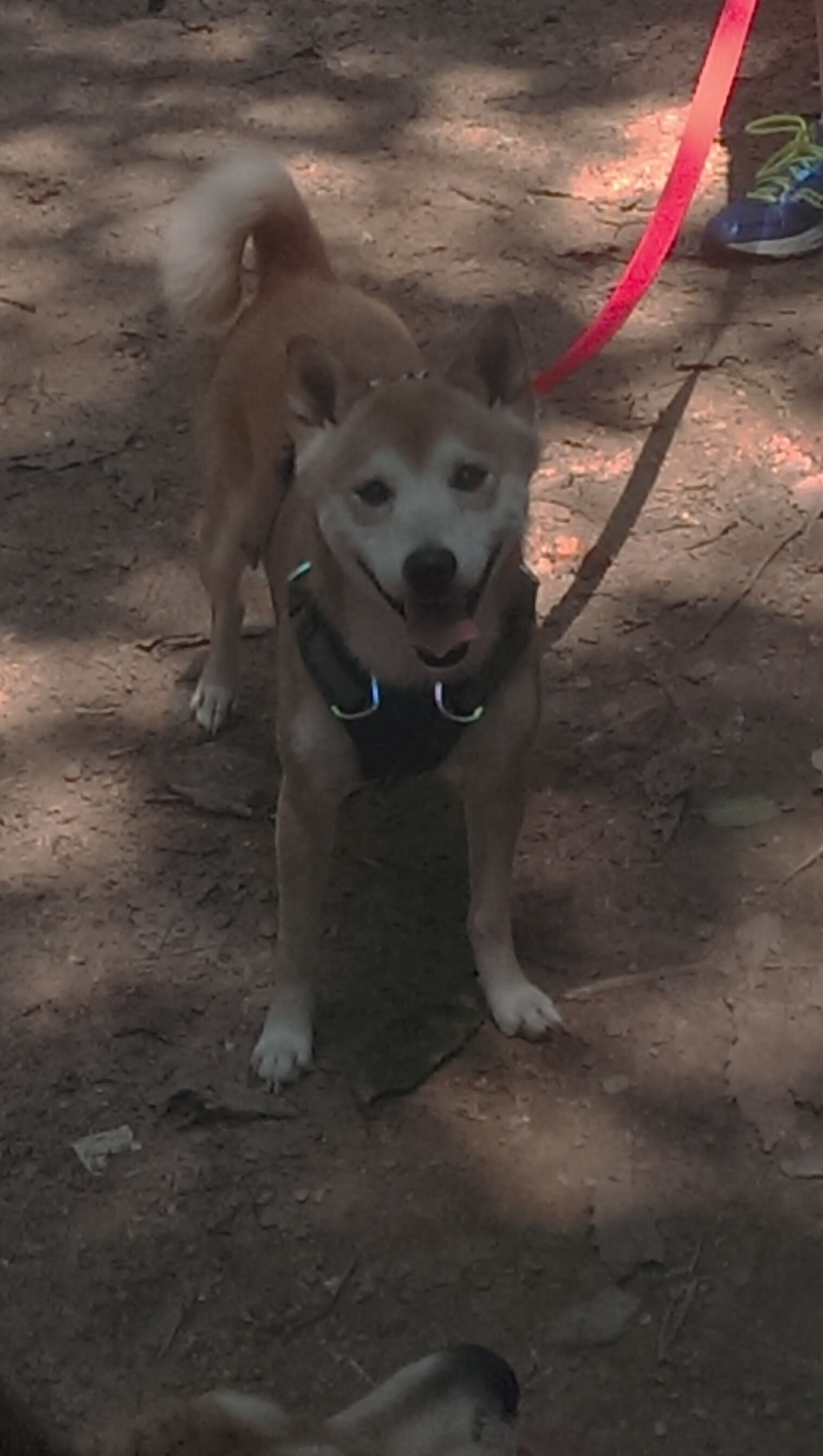 平行宇宙的体育日,当瑞典爆冷皇马,苏亚雷斯在NBA总决赛接管比赛