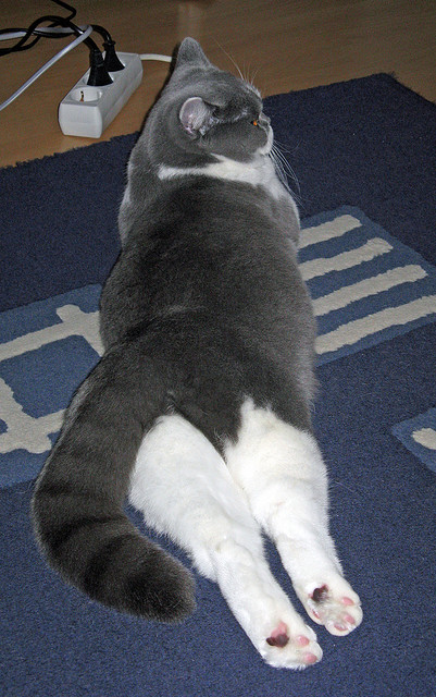 灰熊狩猎季,拉文驭风时刻成关键转折