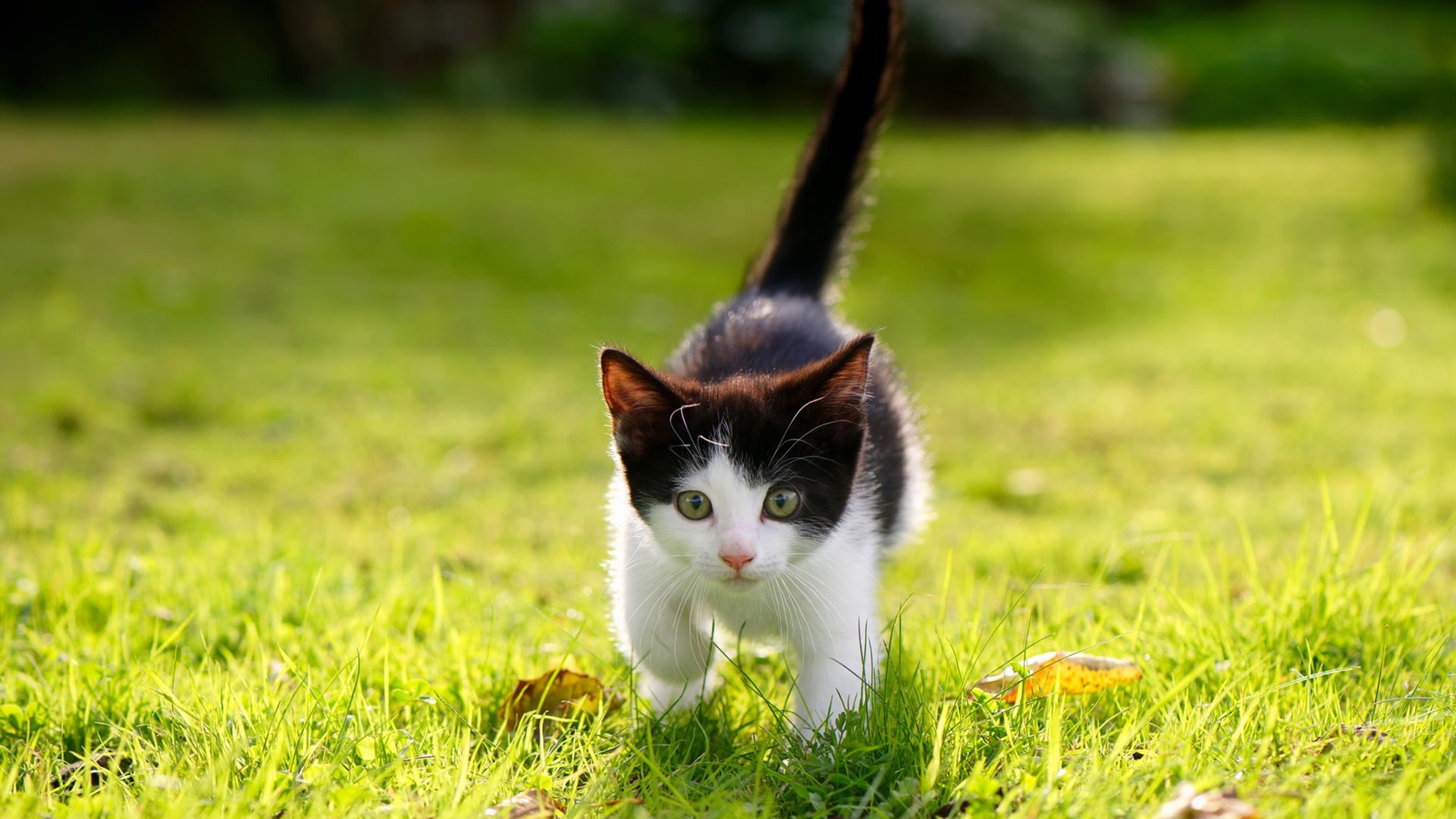 2026世界杯之夜，卡塞米罗的钢铁之舞