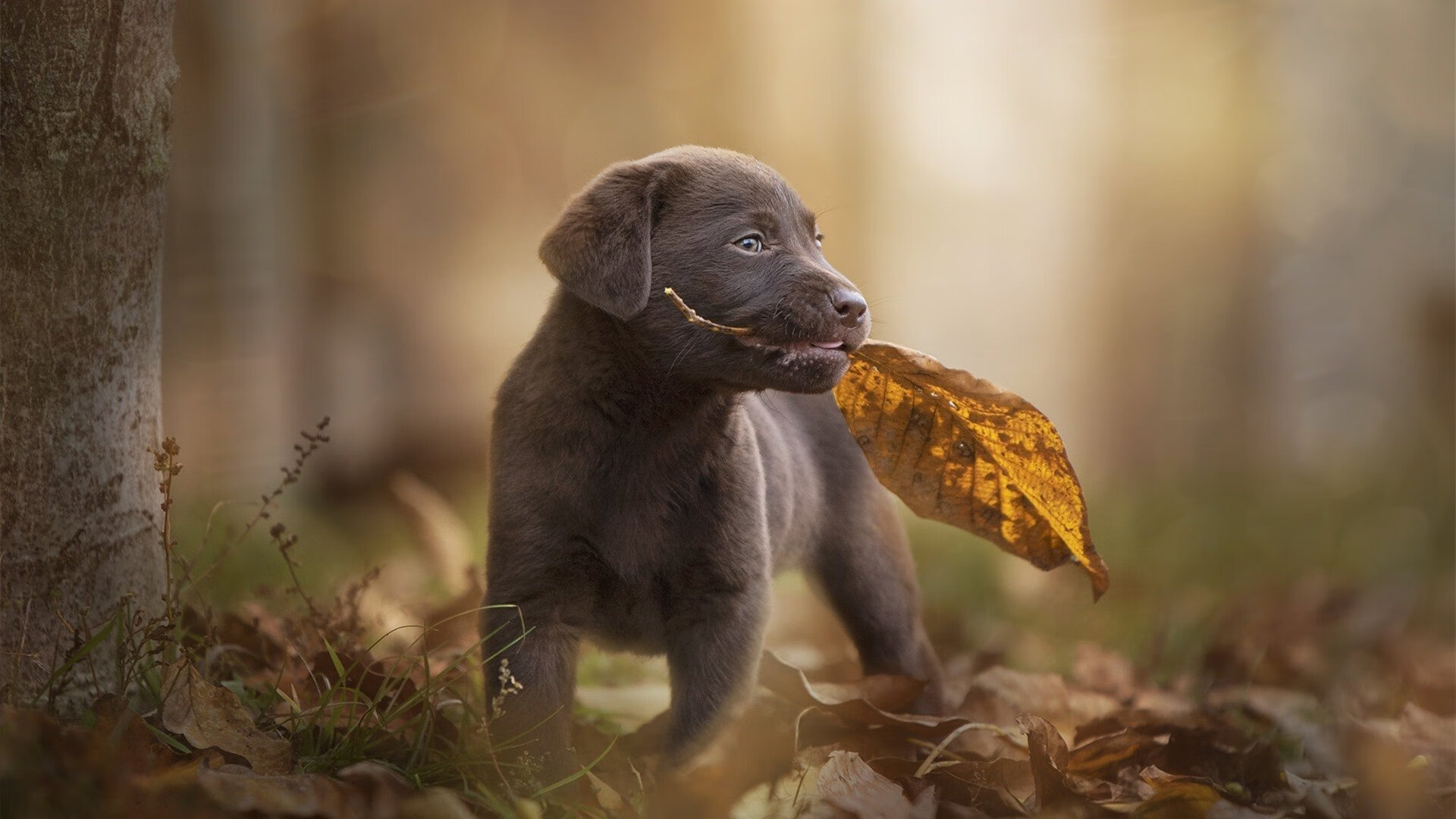 神迹背后的时代分水岭，当库尔图瓦的叹息之墙，也挡不住莱比锡的全息风暴