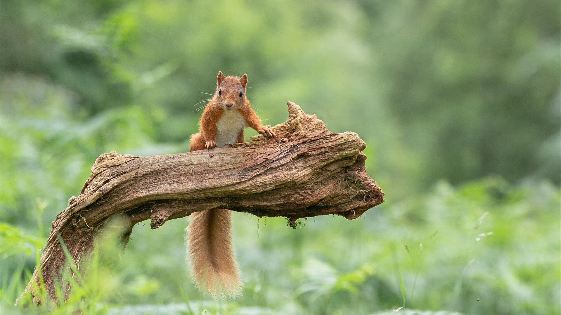 节奏为王,德罗赞的古典乐谱,如何指挥76人踏平篮网的现代狂潮?