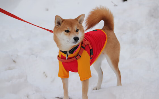 鏖战与闪耀，洪都拉斯硬撼美国，维尼修斯在意甲焦点战主宰赛场