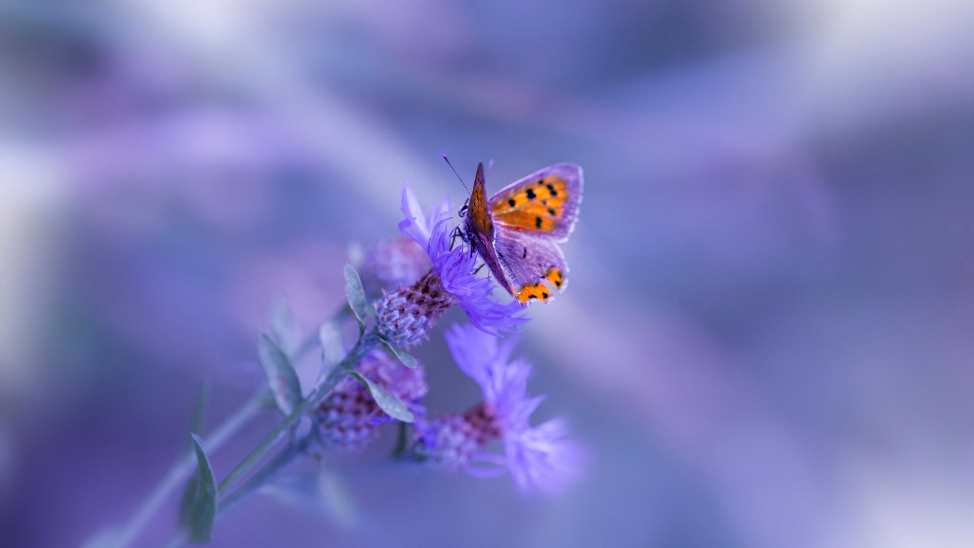 当马拉喀什的风吹过圣西罗,戈麦斯欧冠独舞,摩洛哥天才碾压红黑军团