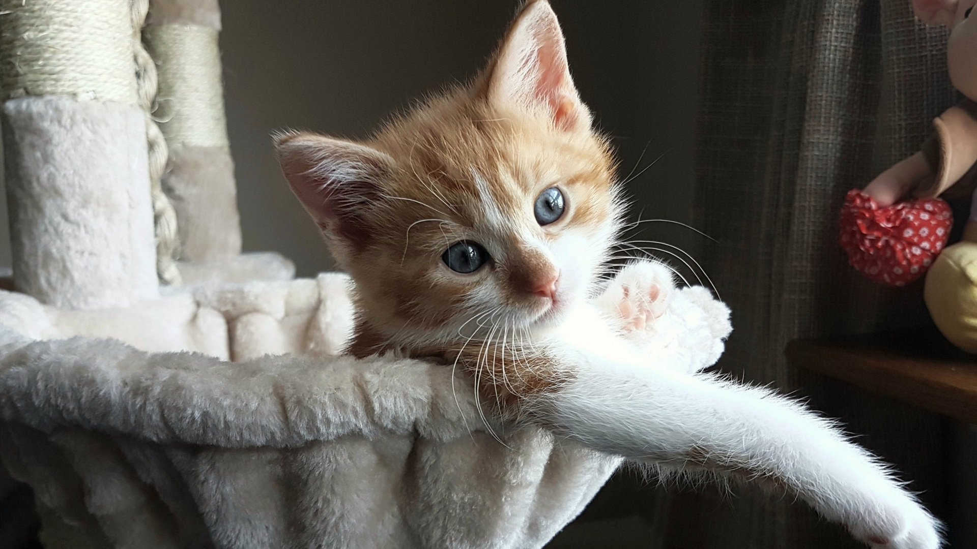 当马拉喀什的风吹过圣西罗,戈麦斯欧冠独舞,摩洛哥天才碾压红黑军团