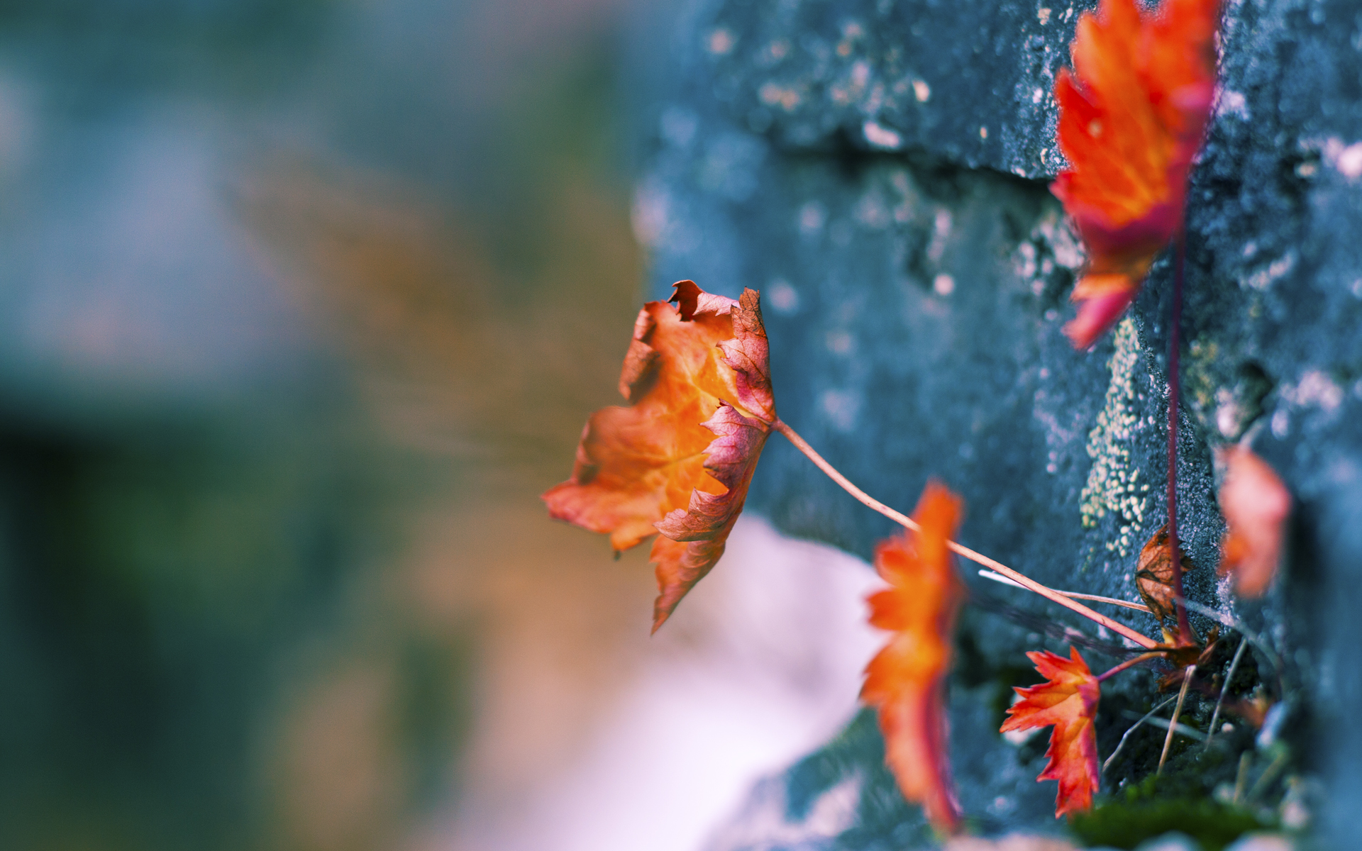 欧冠绿茵场上的篮球绝杀，活塞vs吉林的时空交错之战