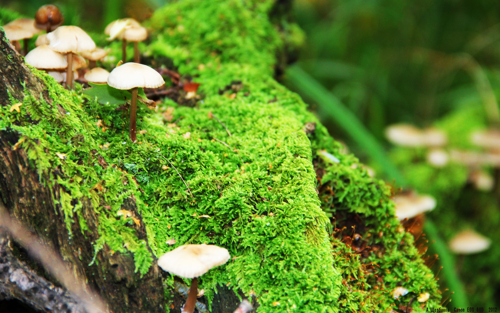 瞬间，当世界由一个人定义