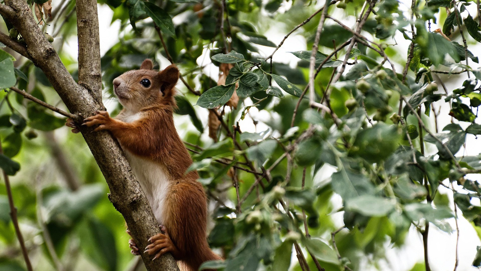 血拼精神与存在感艺术,从深圳队的坚韧到贝恩的闪耀