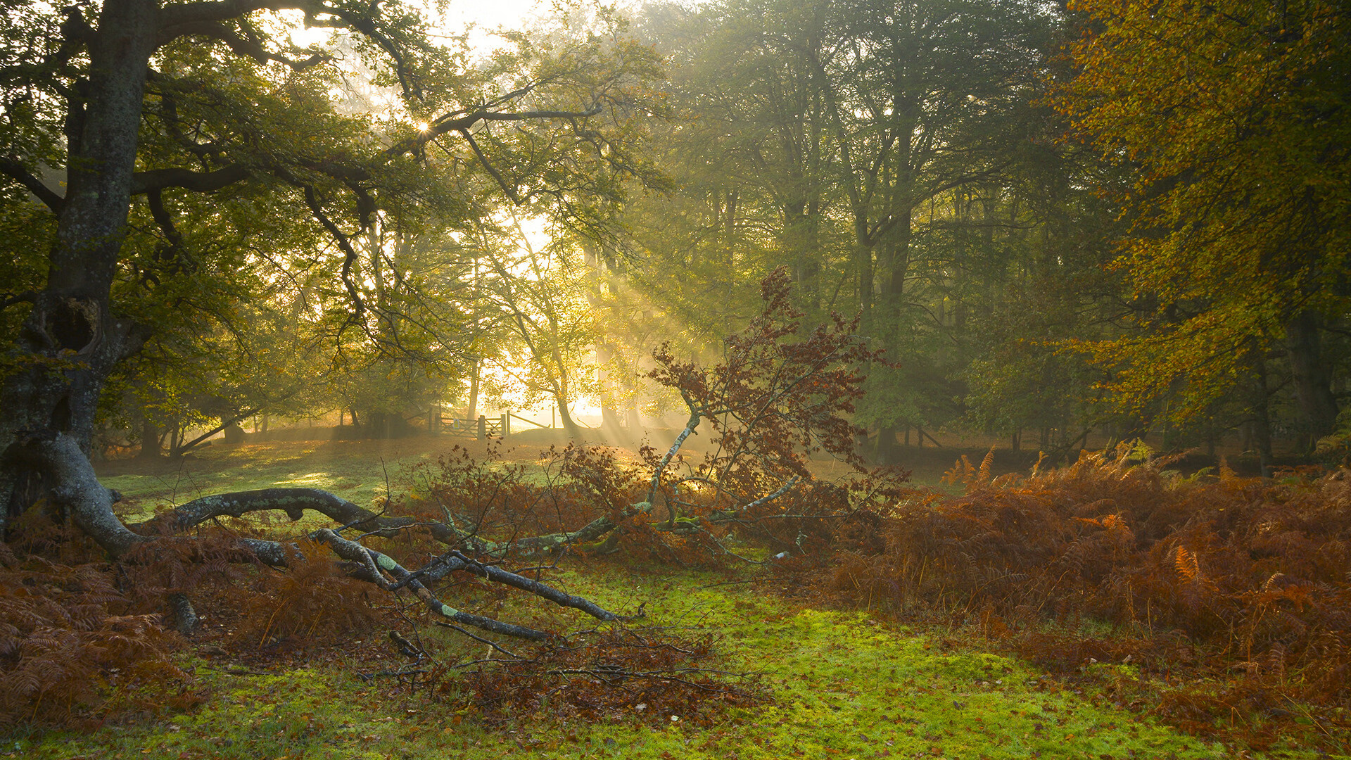 被低估的尖刀,抢七之夜,库里如何用防守定义伟大