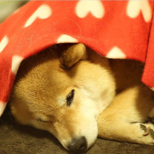 当巧合成为宿命，伦纳德与魔术的隐秘契约，雷霆被刺穿的唯一性时刻